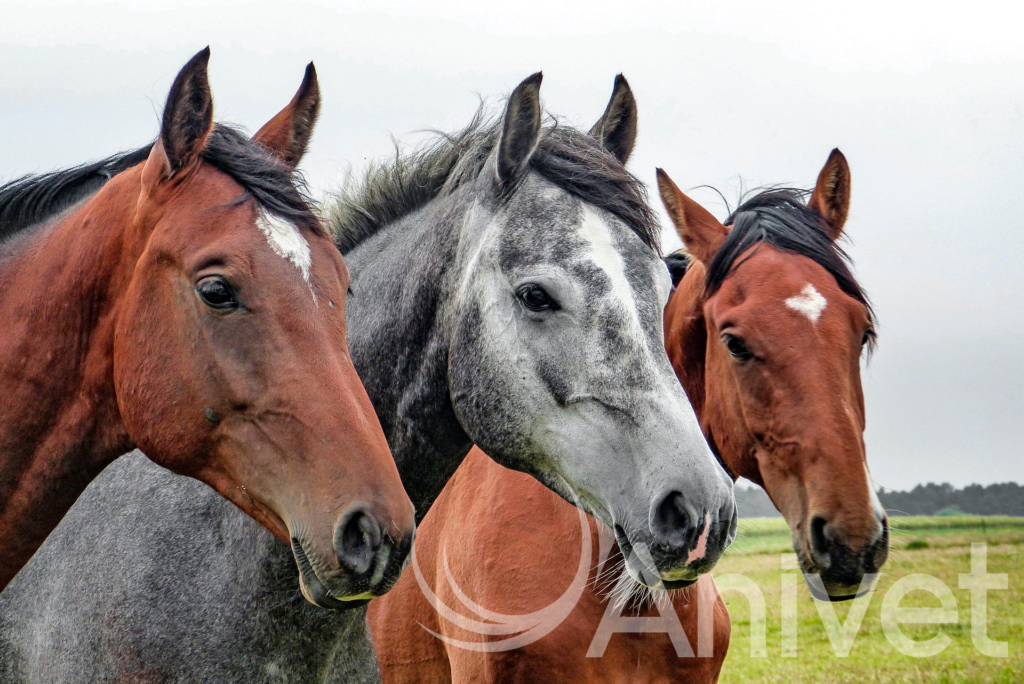 Imagen de caballos